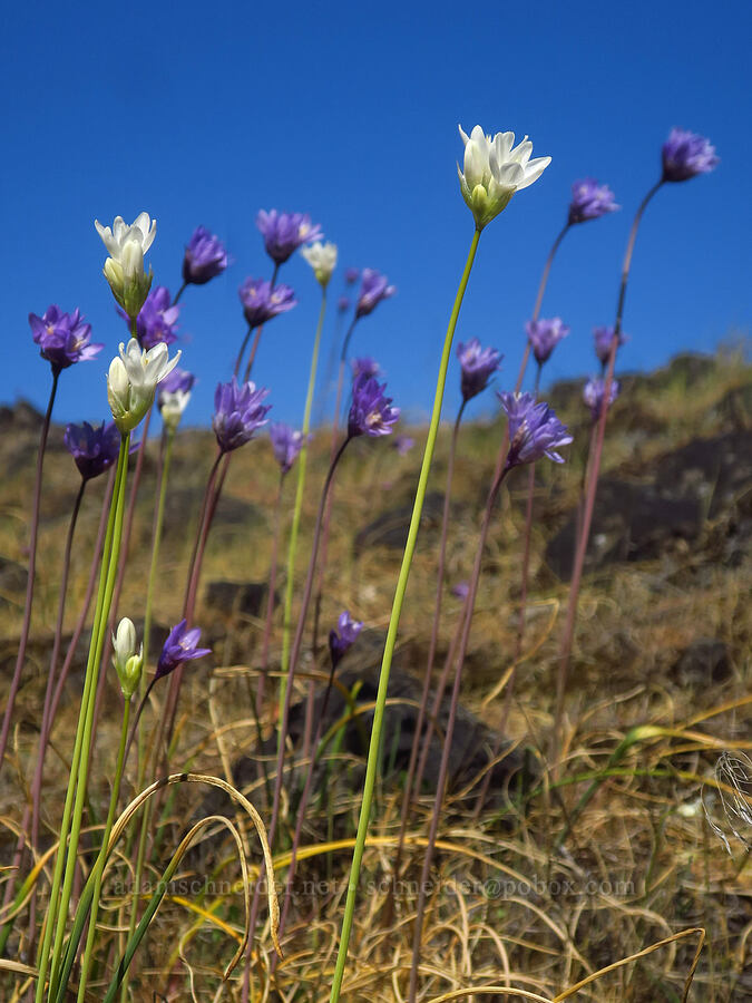 white & blue dicks (Dipterostemon capitatus (Dichelostemma capitatum)) [Upper Table Rock, Jackson County, Oregon]