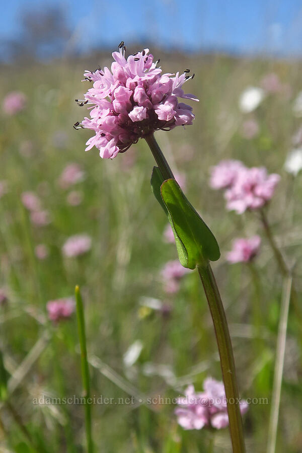 rosy plectritis (Plectritis congesta) [Upper Table Rock, Jackson County, Oregon]