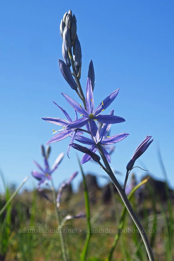 great camas (Camassia leichtlinii ssp. suksdorfii) [Upper Table Rock, Jackson County, Oregon]