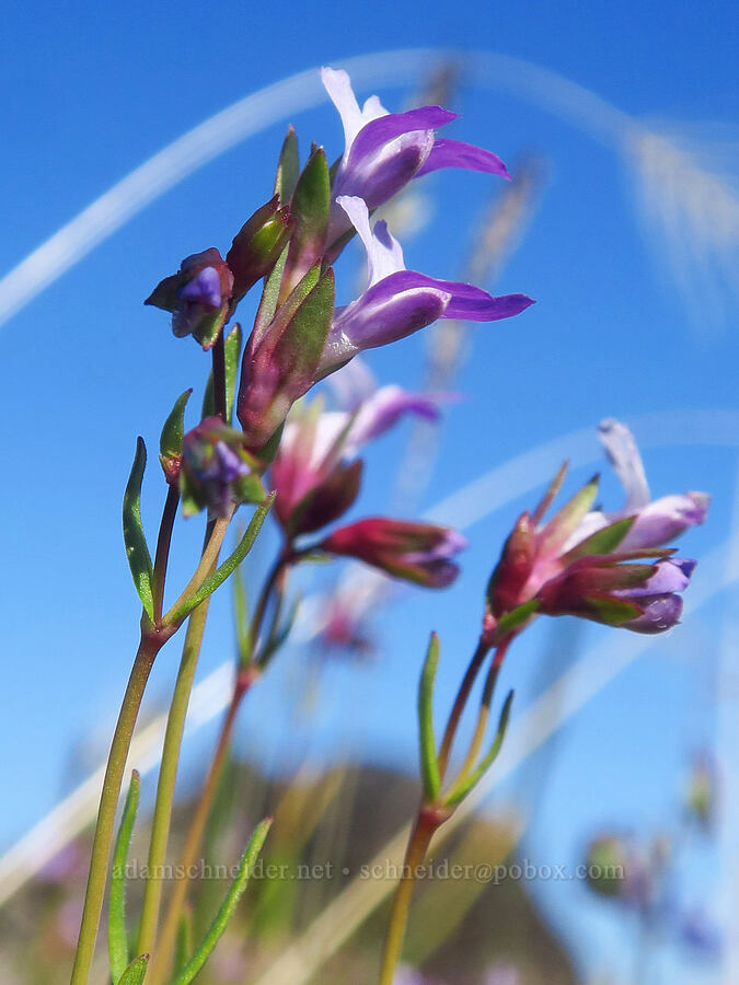 few-flowered blue-eyed-Mary (Collinsia sparsiflora) [Upper Table Rock, Jackson County, Oregon]
