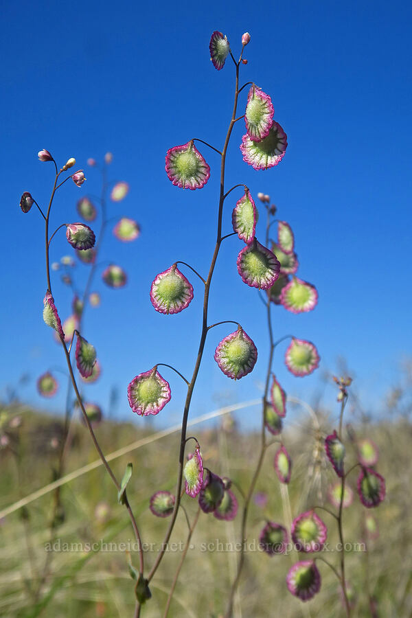 large fringe-pod (Thysanocarpus radians) [Upper Table Rock, Jackson County, Oregon]