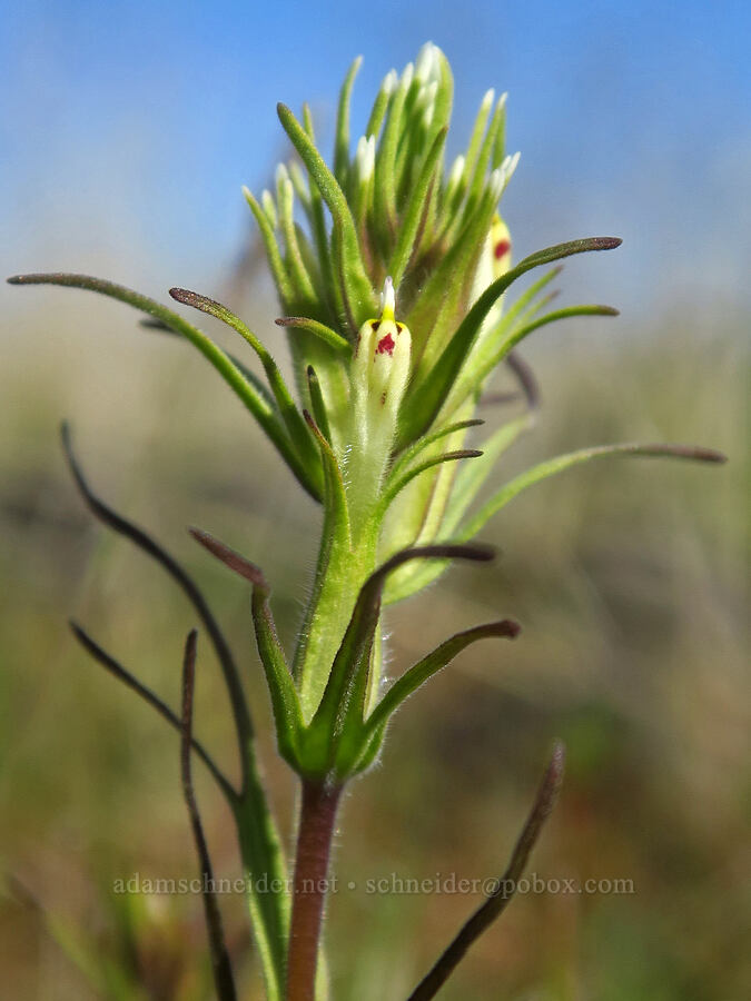 valley tassels (slender paintbrush) (Castilleja attenuata (Orthocarpus attenuatus)) [Upper Table Rock, Jackson County, Oregon]