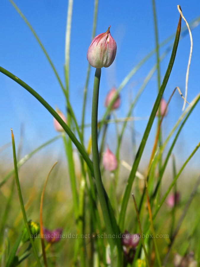 narrow-leaf onion, budding (Allium amplectens) [Upper Table Rock, Jackson County, Oregon]