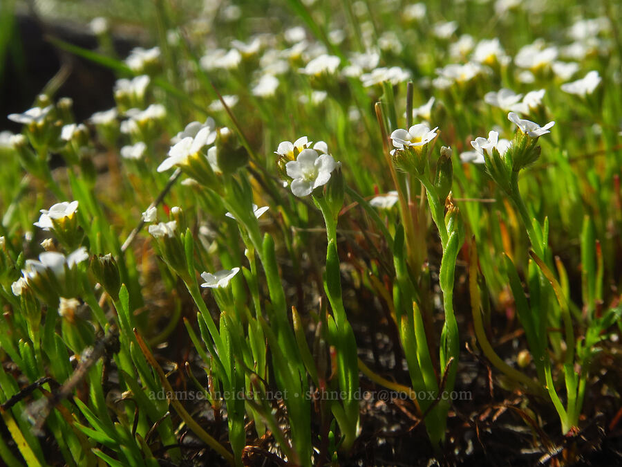 popcorn flower (Plagiobothrys sp.) [Upper Table Rock, Jackson County, Oregon]
