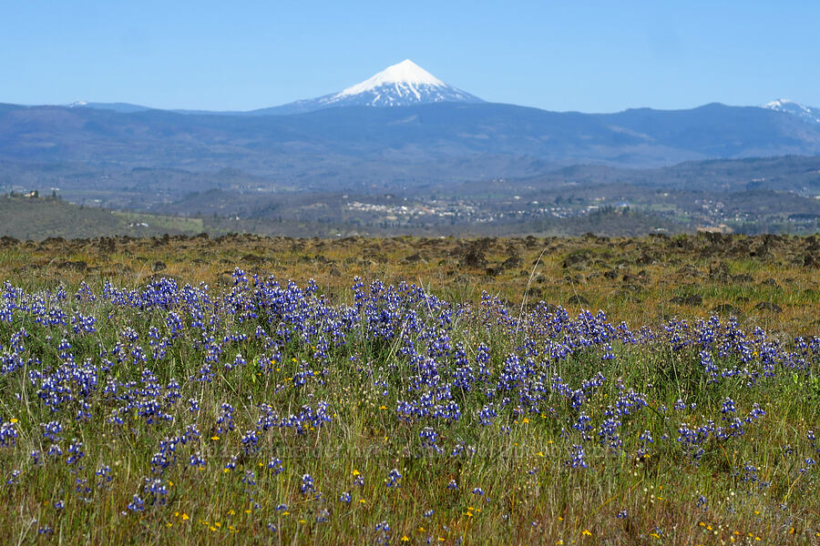 miniature lupines & Mount McLoughlin (Lupinus bicolor (Lupinus micranthus var. bicolor)) [Upper Table Rock, Jackson County, Oregon]