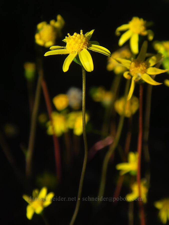 gold stars (Crocidium multicaule) [Upper Table Rock, Jackson County, Oregon]