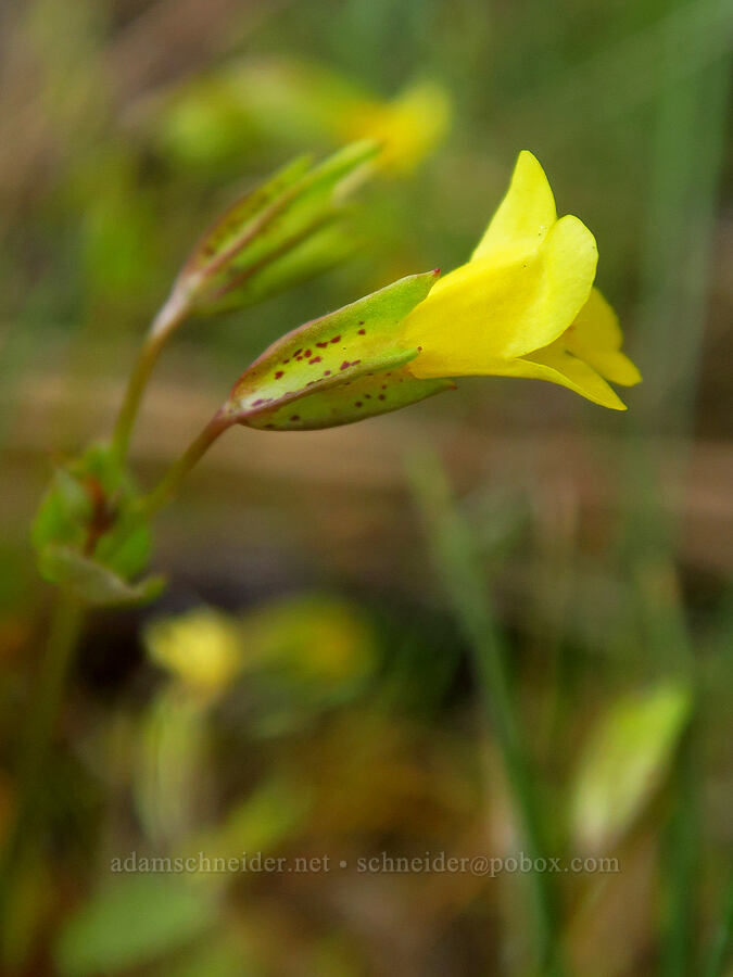 small-leaf monkeyflower (Erythranthe microphylla (Mimulus microphyllus)) [Upper Table Rock, Jackson County, Oregon]