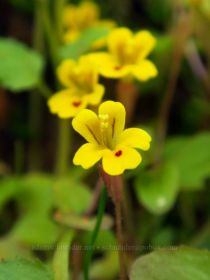 chickweed monkeyflower (Erythranthe alsinoides (Mimulus alsinoides)) [Upper Table Rock, Jackson County, Oregon]