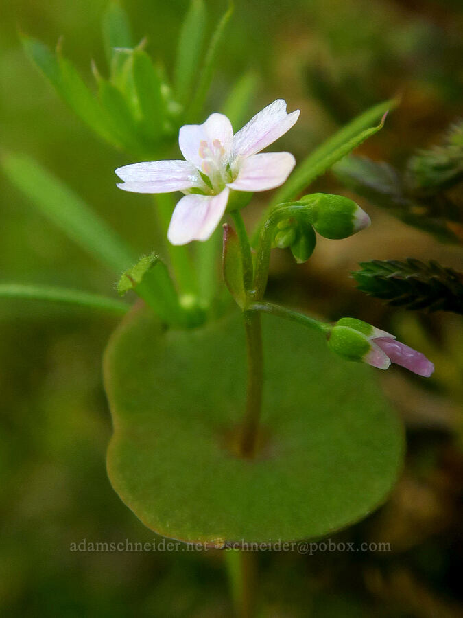 small miner's lettuce (Claytonia parviflora (Montia parviflora)) [Upper Table Rock, Jackson County, Oregon]