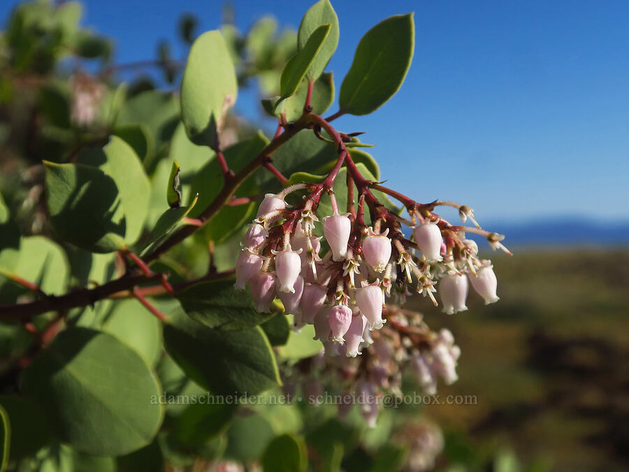 white-leaf manzanita (Arctostaphylos viscida) [Upper Table Rock, Jackson County, Oregon]