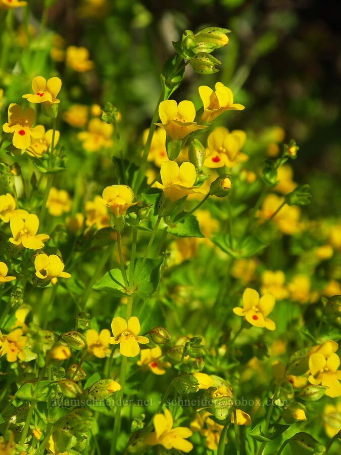yellow monkeyflower (Erythranthe sp. (Mimulus sp.)) [Upper Table Rock, Jackson County, Oregon]