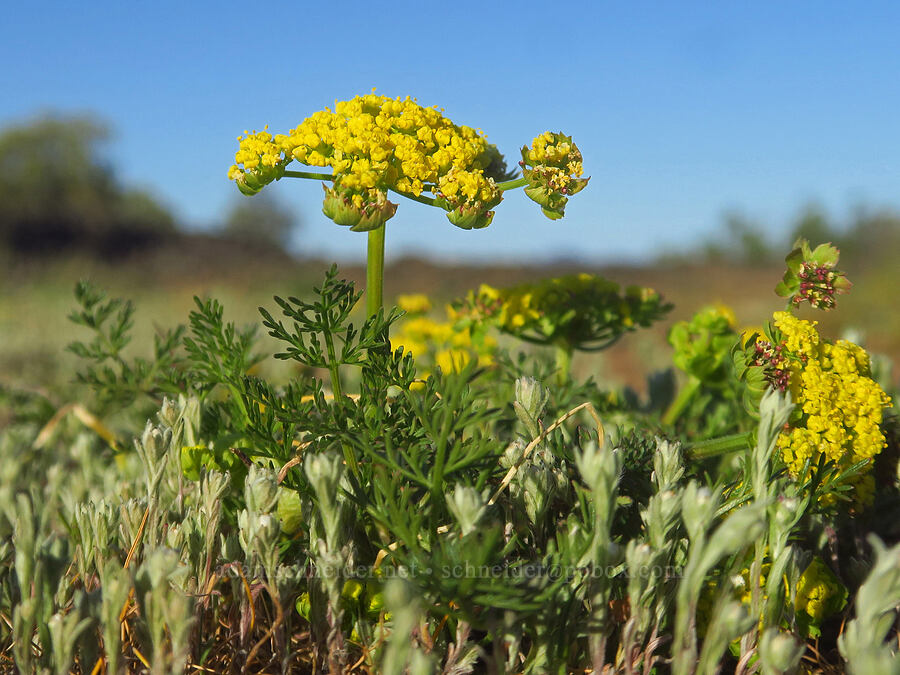 common lomatium (spring gold) (Lomatium utriculatum) [Upper Table Rock, Jackson County, Oregon]