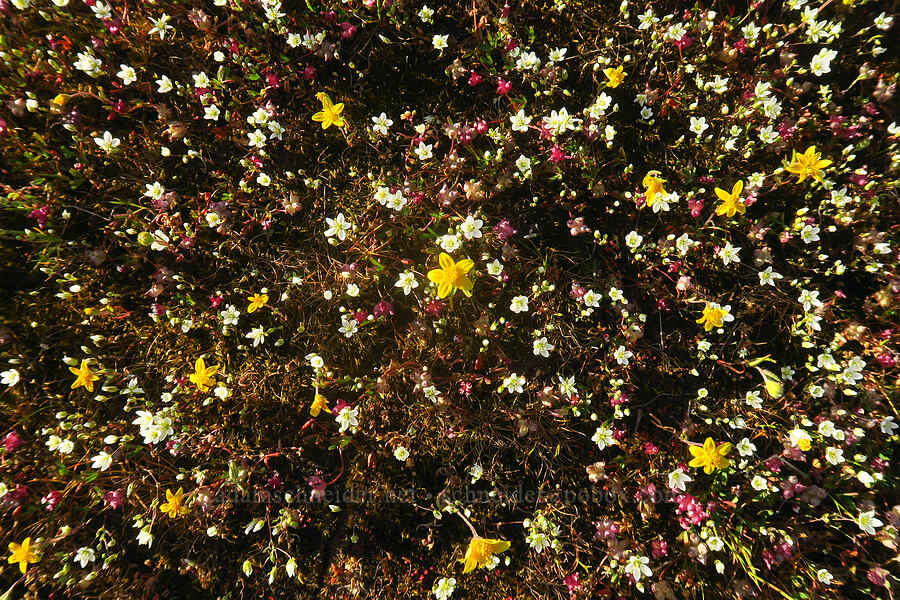 vernal pool wildflowers (Lasthenia californica, Minuartia californica (Sabulina californica), Trifolium depauperatum) [Upper Table Rock, Jackson County, Oregon]