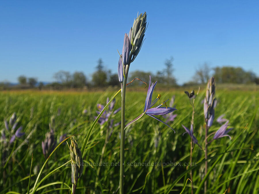 camas (Camassia quamash) [Upper Table Rock, Jackson County, Oregon]