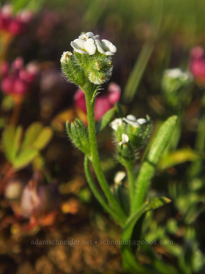 Scouler's popcorn flower (Plagiobothrys scouleri) [Upper Table Rock, Jackson County, Oregon]