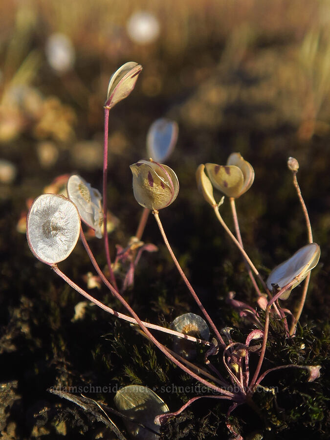scale-pod (Idahoa scapigera) [Upper Table Rock, Jackson County, Oregon]
