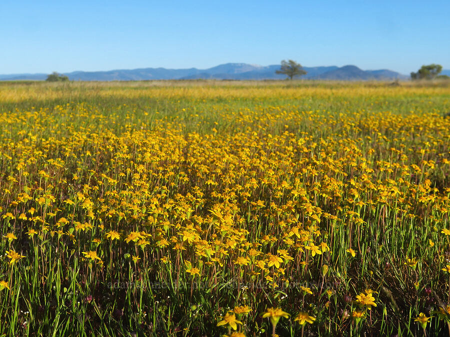 California goldfields (Lasthenia californica) [Upper Table Rock, Jackson County, Oregon]