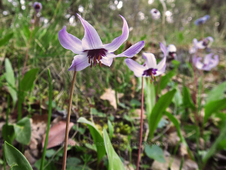 Henderson's fawn lilies (Erythronium hendersonii) [Upper Table Rock Trail, Jackson County, Oregon]