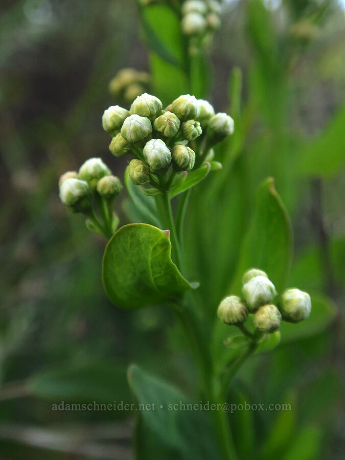 bastard toadflax, budding (Comandra umbellata) [Upper Table Rock Trail, Jackson County, Oregon]