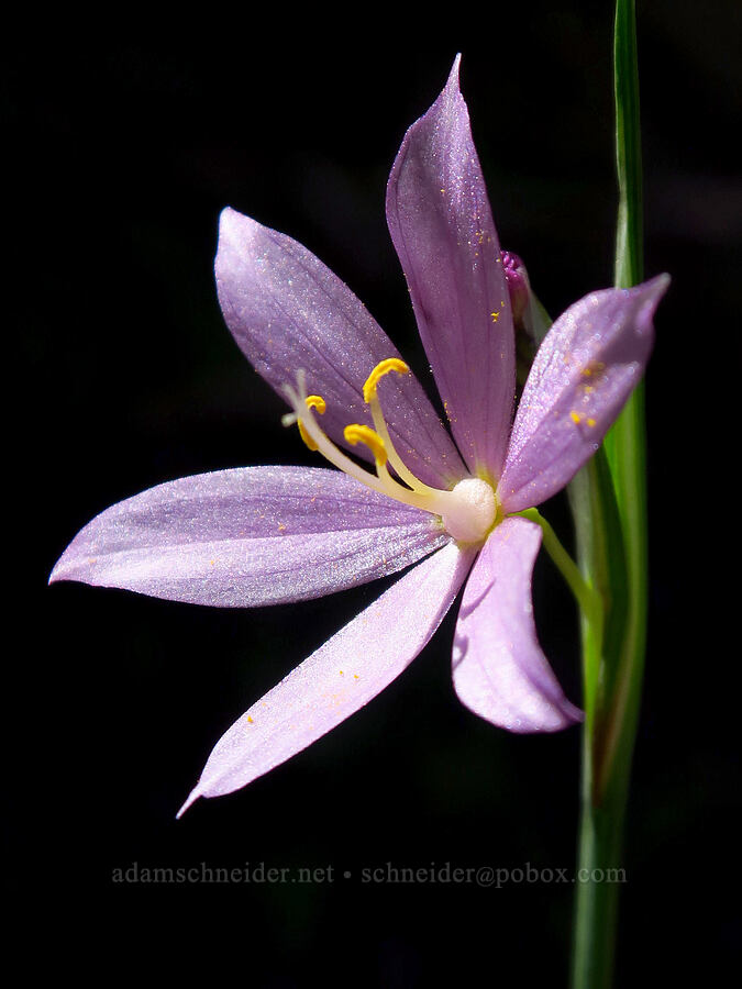 inflated grass-widow (Olsynium inflatum (Olsynium douglasii var. inflatum)) [Isqúulktpe Creek Overlook, Umatilla County, Oregon]
