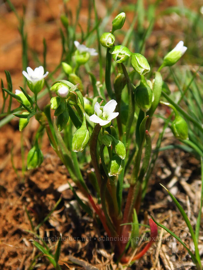 line-leaf montia (Montia linearis (Claytonia linearis)) [Isqúulktpe Creek Overlook, Umatilla County, Oregon]