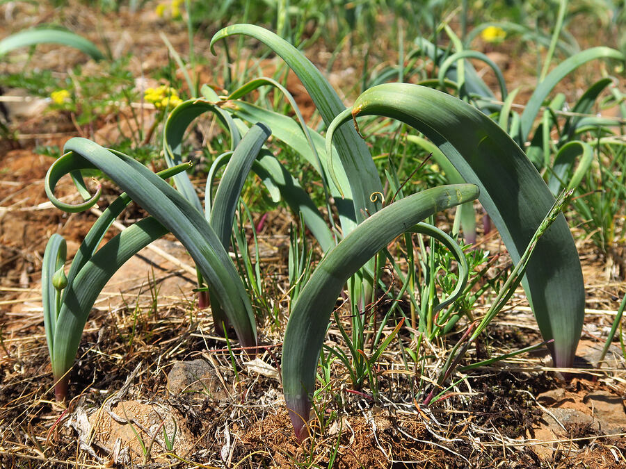 Tolmie's onion leaves (Allium tolmiei) [Isqúulktpe Creek Overlook, Umatilla County, Oregon]