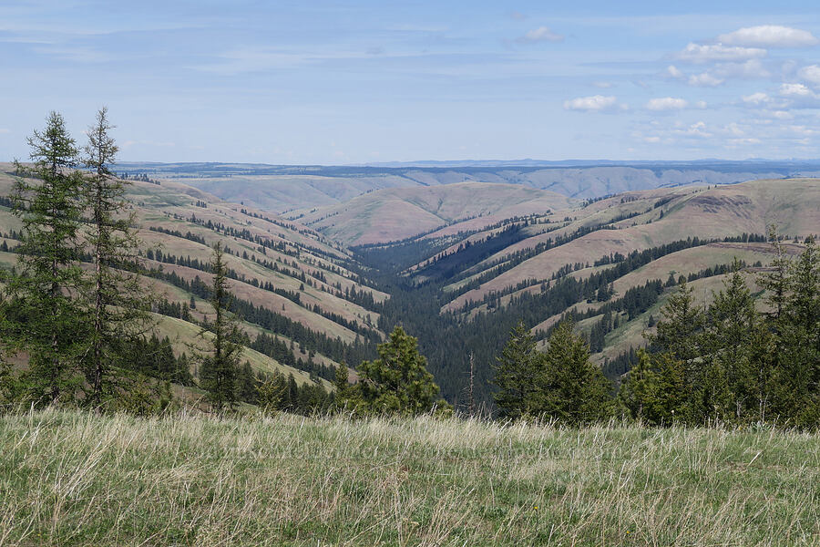 Isqúulktpe Creek Canyon [Isqúulktpe Creek Overlook, Umatilla County, Oregon]