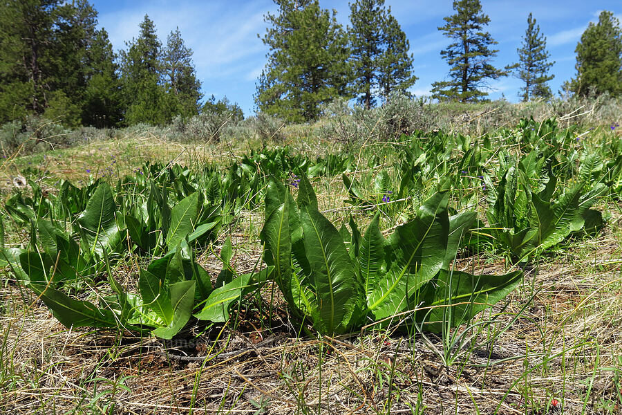 northern mule's-ears leaves (Wyethia amplexicaulis) [Isqúulktpe Creek Overlook, Umatilla County, Oregon]
