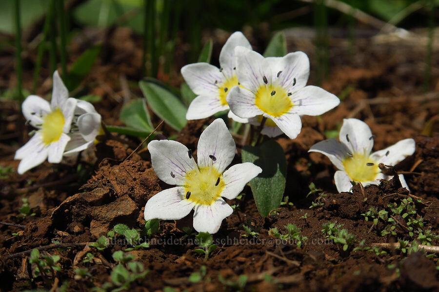 dwarf hesperochiron (Hesperochiron pumilus) [Isqúulktpe Creek Overlook, Umatilla County, Oregon]