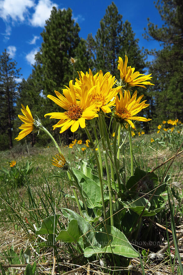 arrow-leaf balsamroot (Balsamorhiza sagittata) [Isqúulktpe Creek Overlook, Umatilla County, Oregon]
