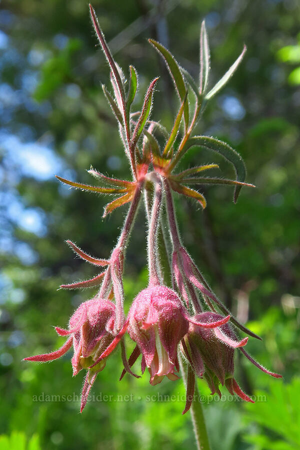 prairie smoke (Geum triflorum) [Isqúulktpe Creek Overlook, Umatilla County, Oregon]