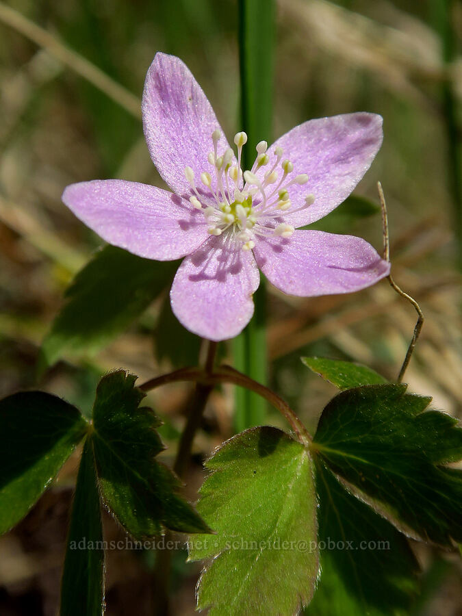 Piper's anemone (Anemone piperi (Anemonoides piperi)) [Forest Road 21, Wallowa-Whitman National Forest, Union County, Oregon]