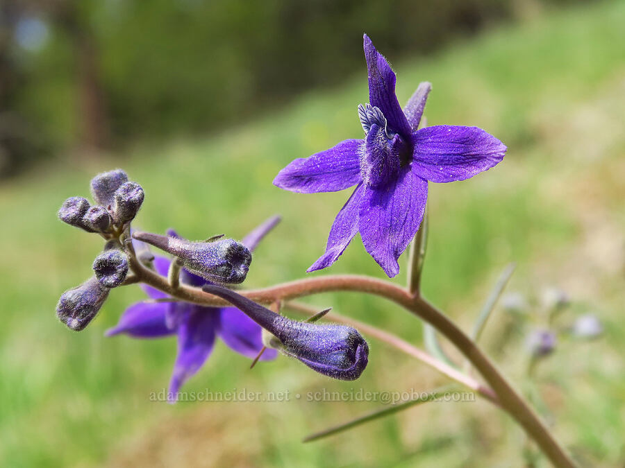 larkspur (Delphinium nuttallianum) [Forest Road 21, Wallowa-Whitman National Forest, Union County, Oregon]