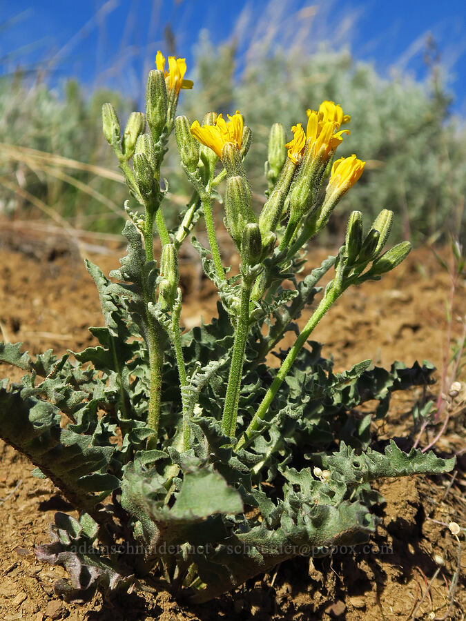 western hawksbeard (Crepis occidentalis) [Lookout Mountain Road, Baker County, Oregon]