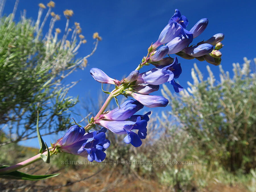 showy penstemon (Penstemon speciosus) [Lookout Mountain Road, Baker County, Oregon]