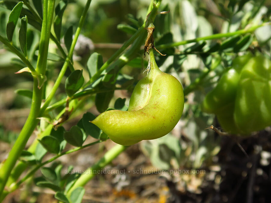 Snake Canyon milk-vetch pod (Astragalus vallaris) [Lookout Mountain Road, Baker County, Oregon]