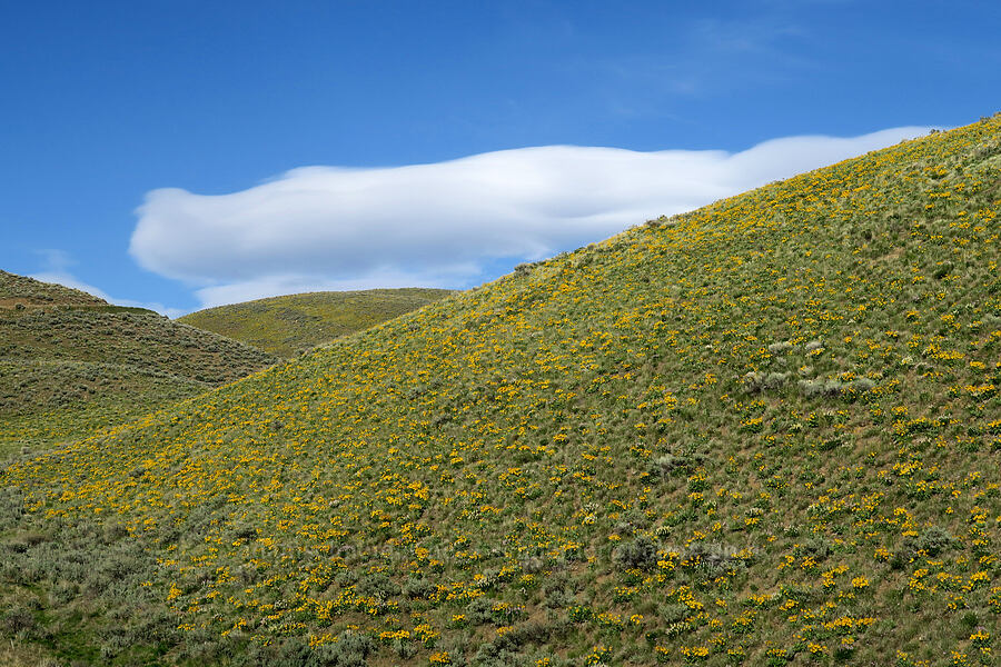 balsamroot & sagebrush (Balsamorhiza sagittata, Artemisia tridentata) [Lookout Mountain Road, Baker County, Oregon]