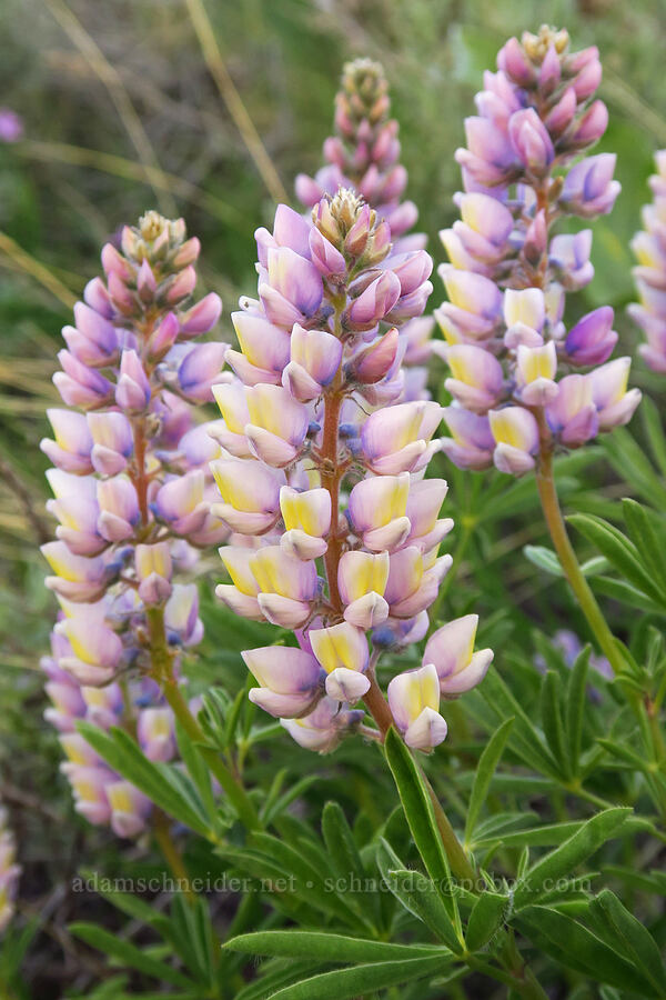 multi-colored spurred lupine (Lupinus arbustus) [Lookout Mountain Road, Baker County, Oregon]