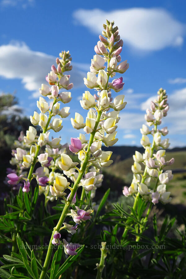 multi-colored spurred lupine (Lupinus arbustus) [Lookout Mountain Road, Baker County, Oregon]