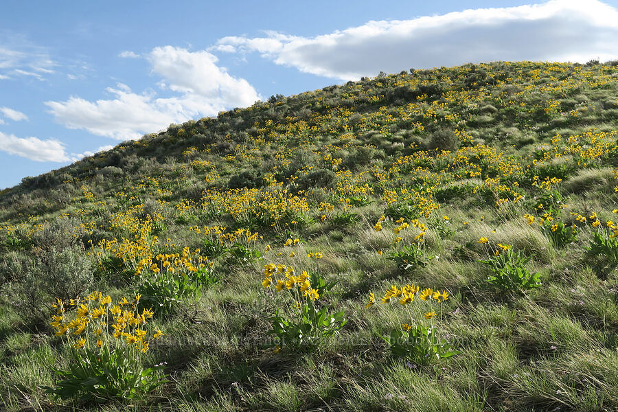 arrow-leaf balsamroot (Balsamorhiza sagittata) [Lookout Mountain Road, Baker County, Oregon]