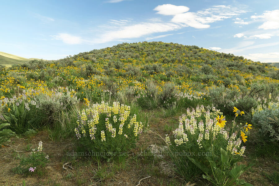 spurred lupines & arrow-leaf balsamroot (Lupinus arbustus, Balsamorhiza sagittata) [Lookout Mountain Road, Baker County, Oregon]