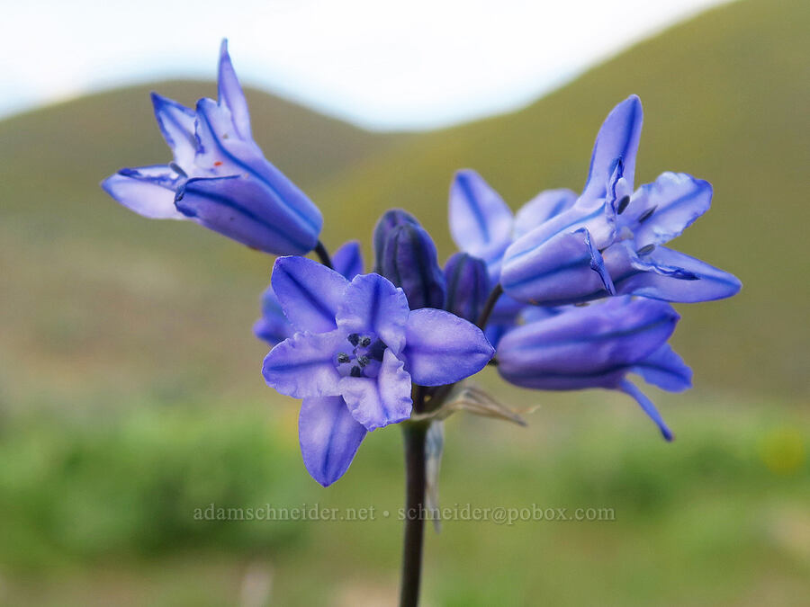 large-flowered cluster lily (Triteleia grandiflora var. grandiflora (Brodiaea douglasii)) [Lookout Mountain Road, Baker County, Oregon]