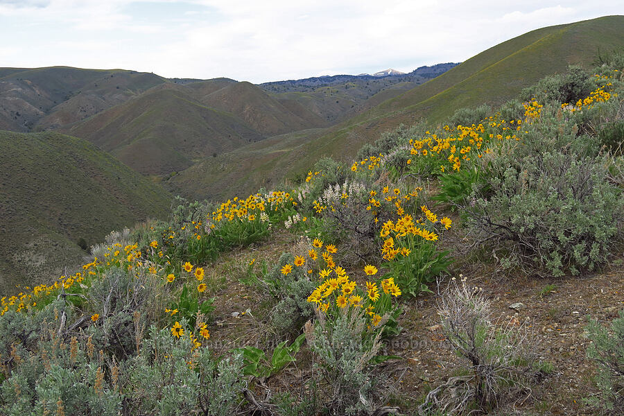 balsamroot, lupines, & sagebrush (Balsamorhiza sagittata, Lupinus arbustus, Artemisia tridentata) [Lookout Mountain Road, Baker County, Oregon]