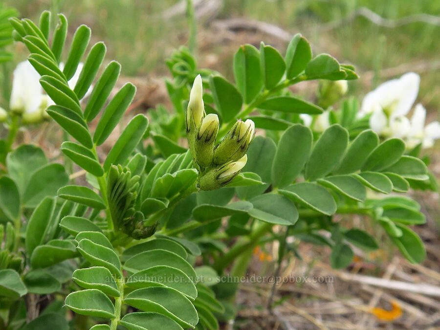Snake Canyon milk-vetch, budding (Astragalus vallaris) [Lookout Mountain Road, Baker County, Oregon]
