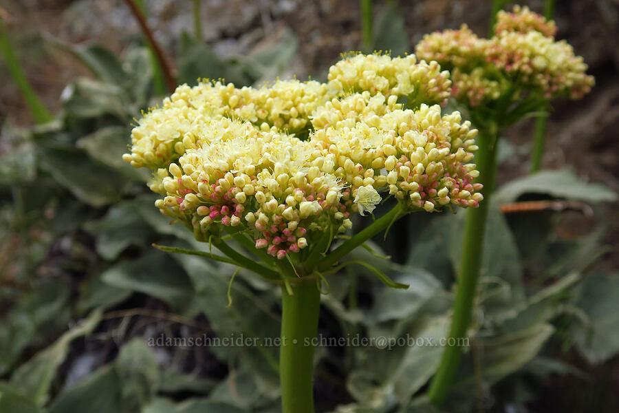 heart-leaf buckwheat (Eriogonum compositum) [Rye Valley, Baker County, Oregon]