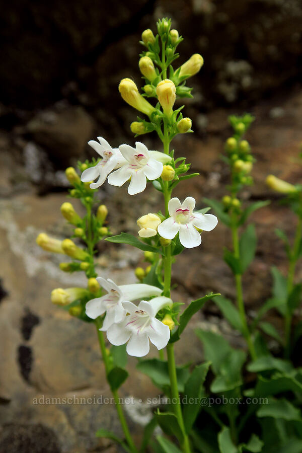 hot-rock penstemon (Penstemon deustus) [Rye Valley, Baker County, Oregon]