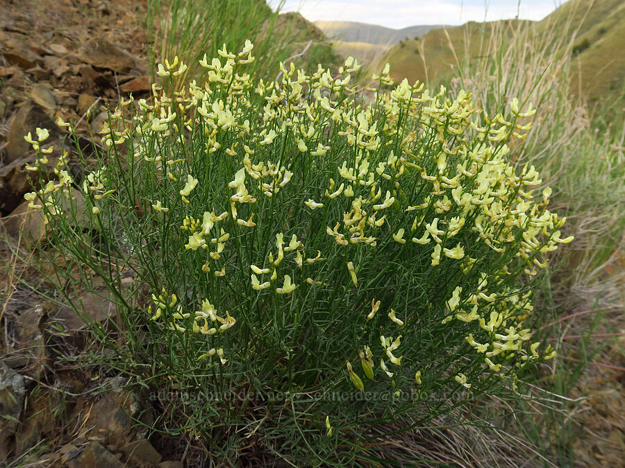 Cusick's milk-vetch (Astragalus cusickii) [Rye Valley, Baker County, Oregon]