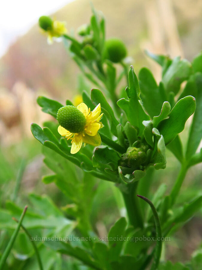 celery-leaf buttercup (Ranunculus sceleratus) [Rye Valley, Baker County, Oregon]