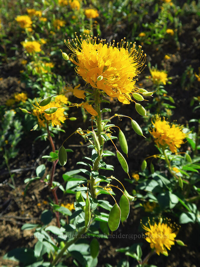 golden bee plant (Cleomella platycarpa (Peritoma platycarpa) (Cleome platycarpa)) [State Highway 201, Malheur County, Oregon]