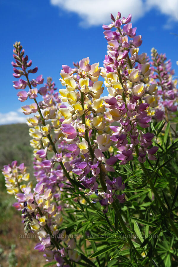multi-colored spurred lupine (Lupinus arbustus) [Lookout Mountain Road, Baker County, Oregon]